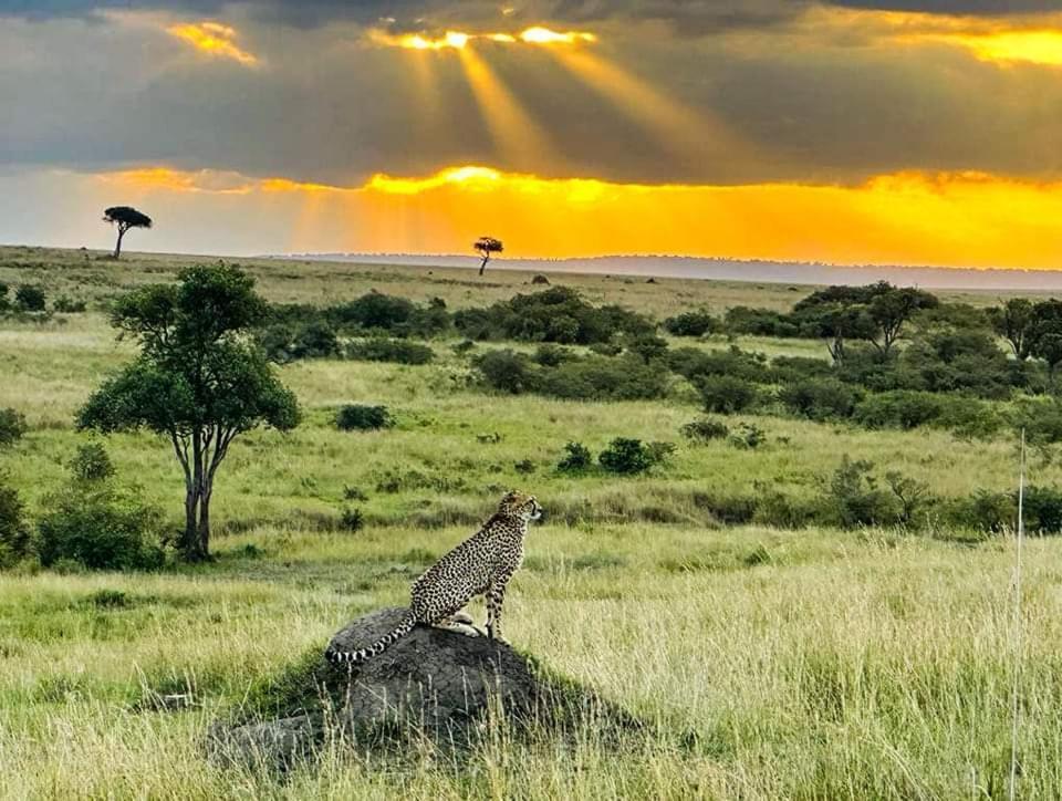 Leruk Maasai Mara Camp Hotel Sekenani Eksteriør billede