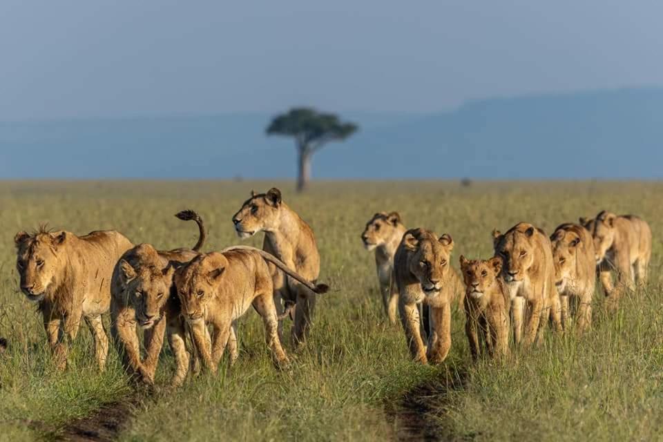 Leruk Maasai Mara Camp Hotel Sekenani Eksteriør billede