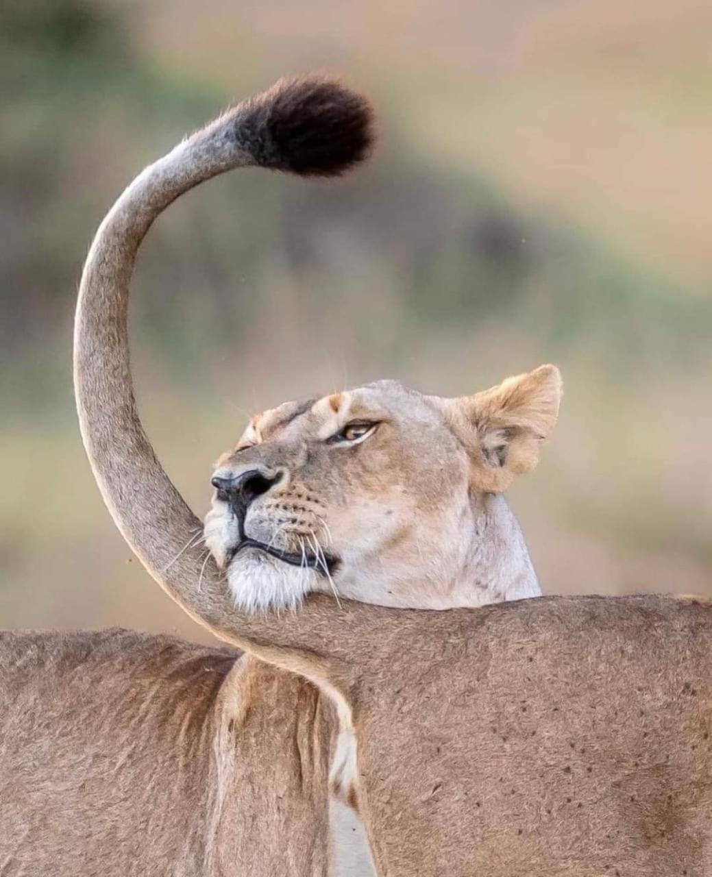 Leruk Maasai Mara Camp Hotel Sekenani Eksteriør billede