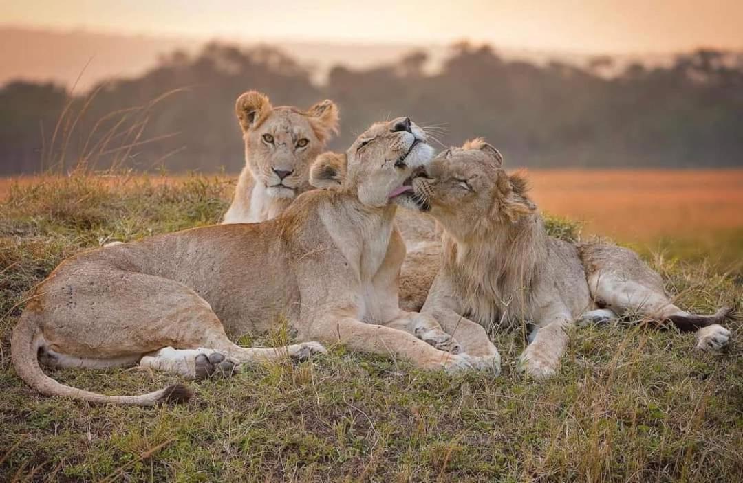 Leruk Maasai Mara Camp Hotel Sekenani Eksteriør billede