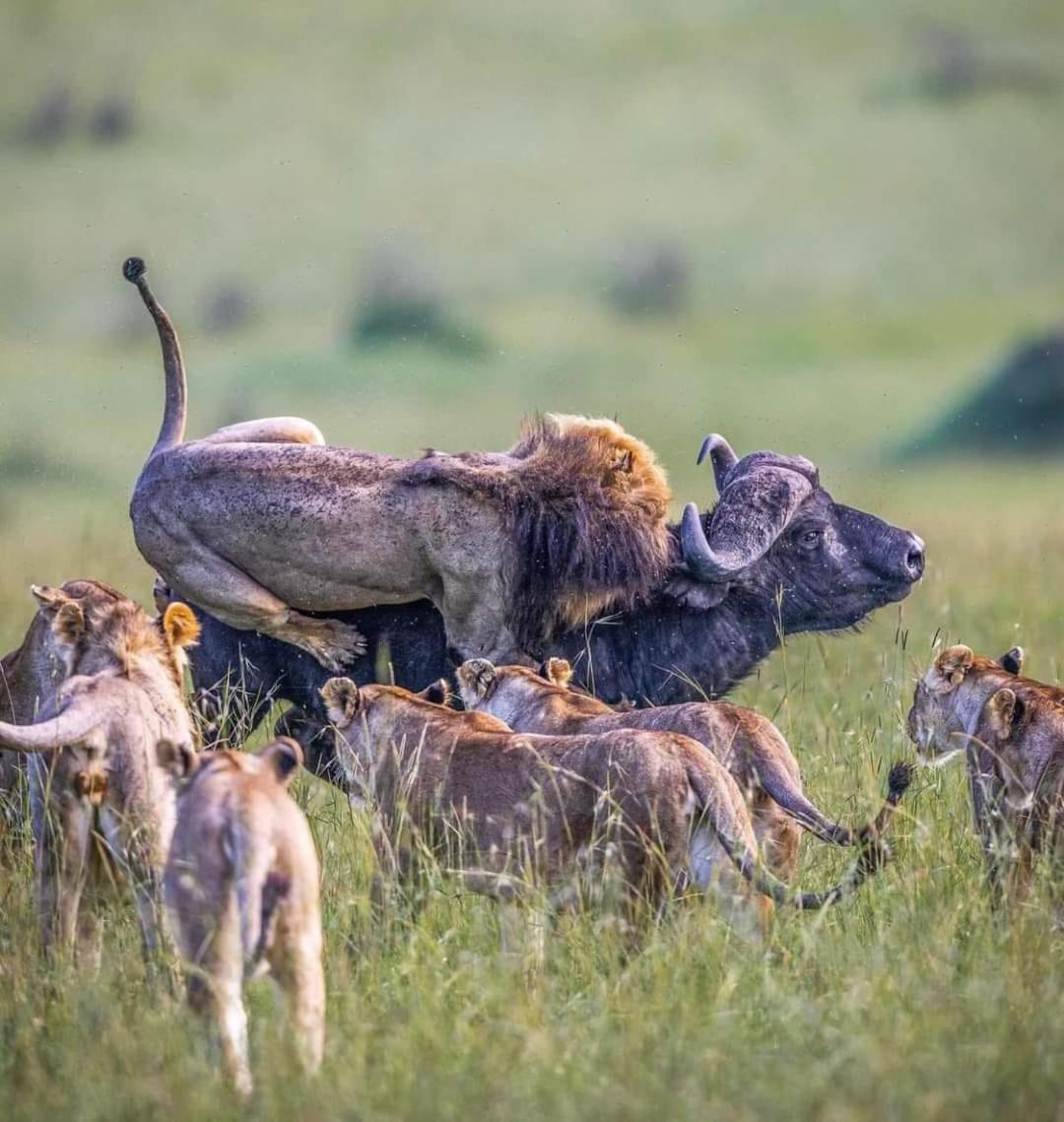 Leruk Maasai Mara Camp Hotel Sekenani Eksteriør billede