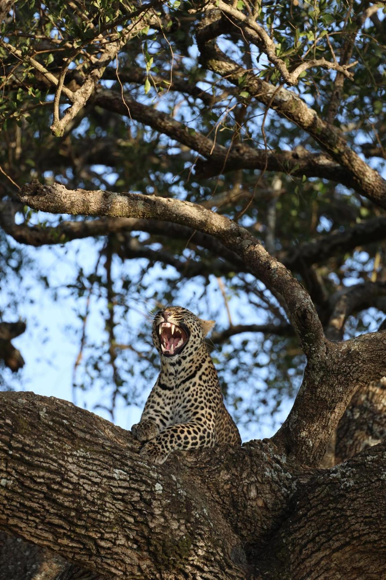 Leruk Maasai Mara Camp Hotel Sekenani Eksteriør billede